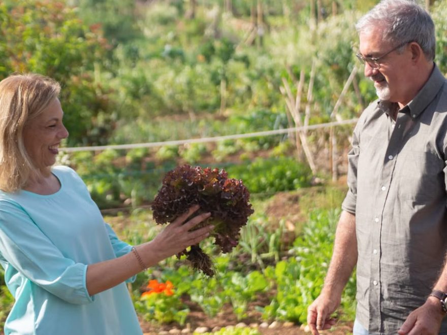 Elderly couple smiling while harvesting lettuce in their lush vegetable garden in Portugal.